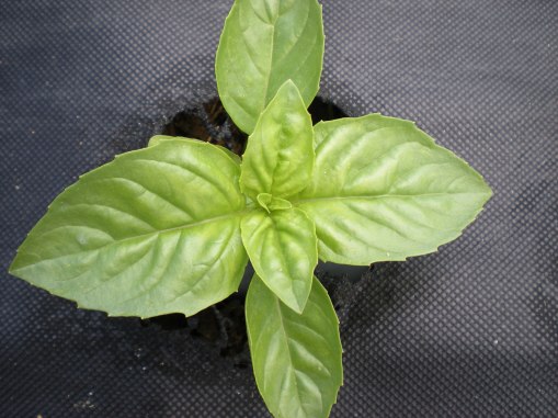 basil