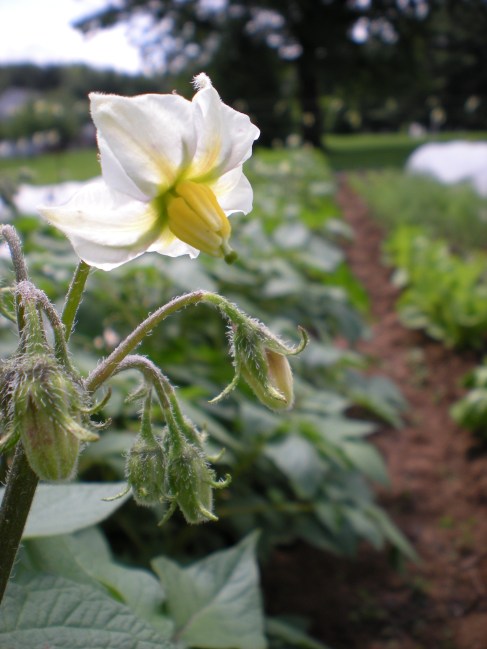 Desiree potato flower