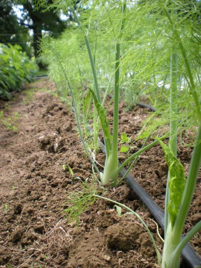 fennel