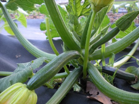zuchinni